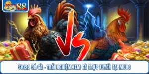 SV128 Đá Gà - Trải Nghiệm Xem Gà Trực Tuyến Tại MU88